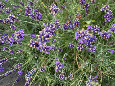 images/IMG_5412.png