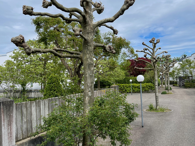 images/IMG_0800.png