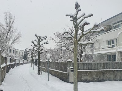 images/Platanen_Winter.jpg